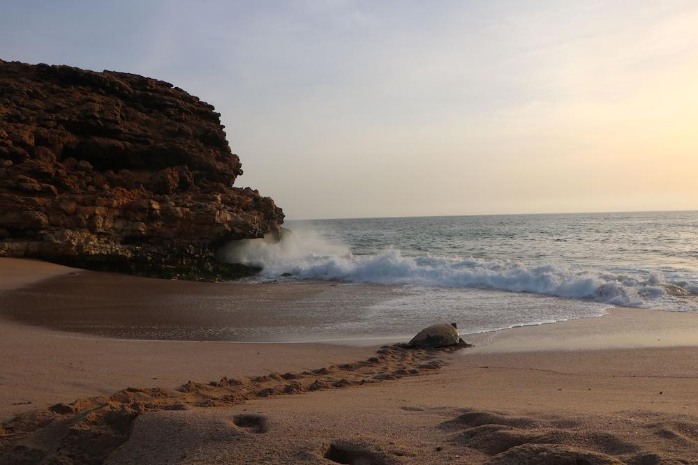 Ras Al Jinz Turtle Reserve Al Hadd Exterior foto