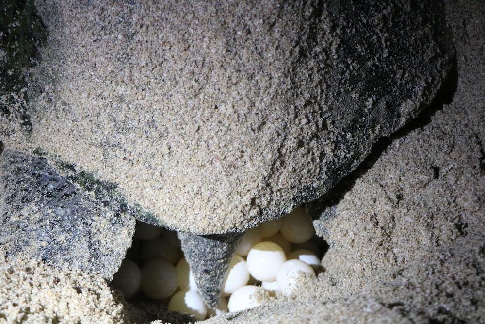 Ras Al Jinz Turtle Reserve Al Hadd Exterior foto
