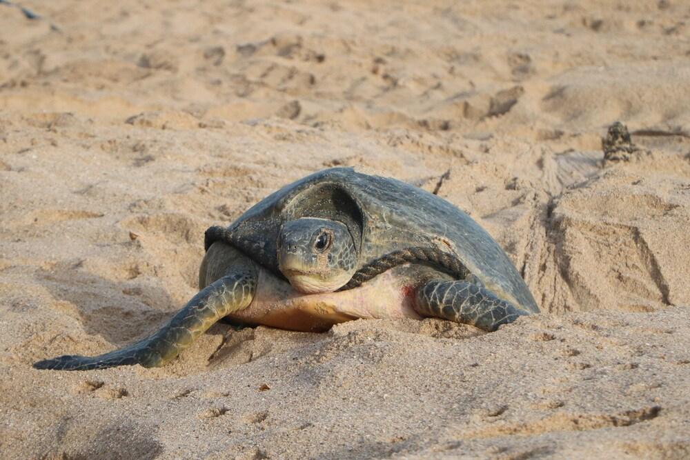 Ras Al Jinz Turtle Reserve Al Hadd Exterior foto