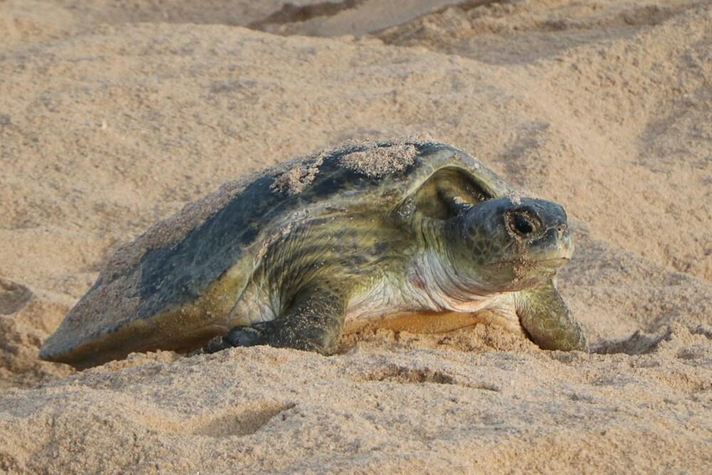 Ras Al Jinz Turtle Reserve Al Hadd Exterior foto