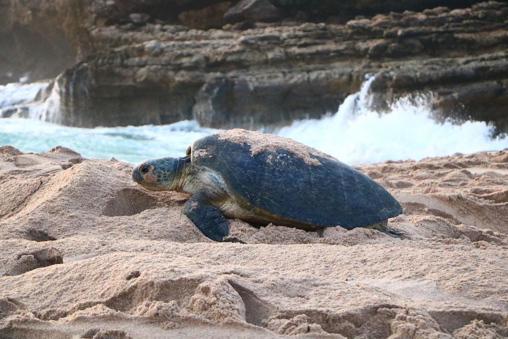 Ras Al Jinz Turtle Reserve Al Hadd Exterior foto