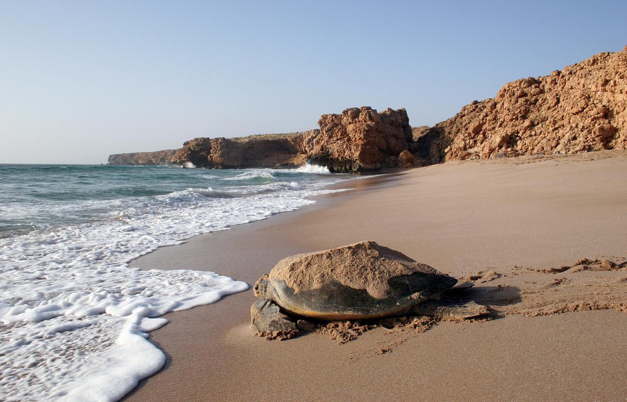 Ras Al Jinz Turtle Reserve Al Hadd Exterior foto